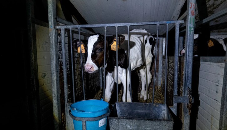 Организацията „Невидими животни“ официално ще представи петиция за забрана на клетките за телета пред Народното събраниеч Организацията „Невидими животни“ официално ще представи петиция за забрана на клетките за телета пред Народното събраниеч