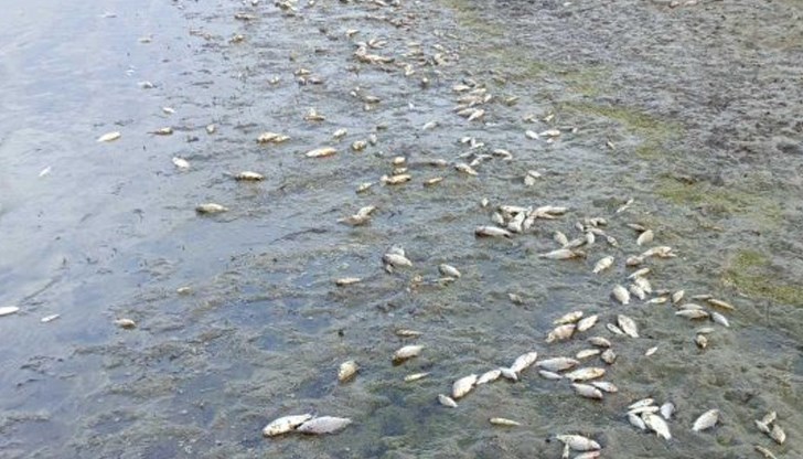 Екологична катастрофа заплашва едно от най-богатите на риба водохранилища в България
