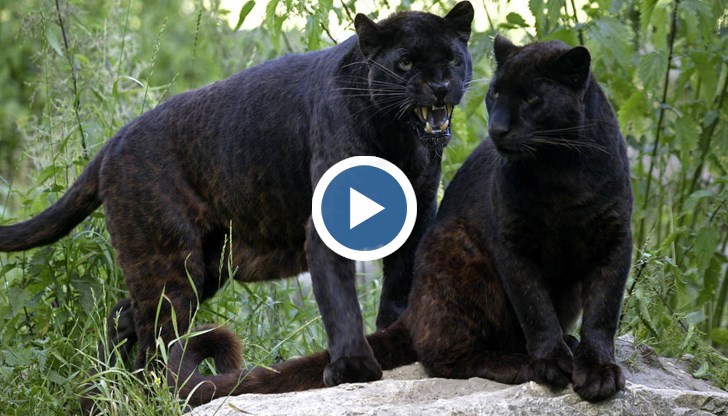 Единият е бременна женска, която скоро ще роди