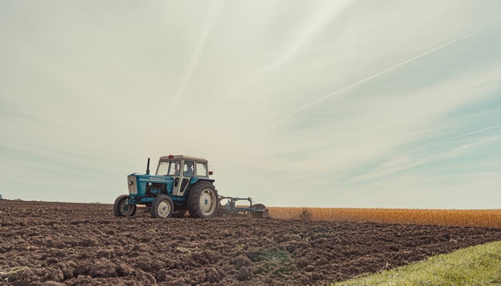 Сушата прегаря царевицата и слънчогледите, докато добивите от пшеница са добри в Ловешко