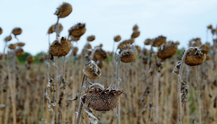 Регион Олтения губи по 1000 хектара обработваема земя годишно, а температурите достигат 70 градуса Регион Олтения губи по 1000 хектара обработваема земя годишно, а температурите достигат 70 градуса