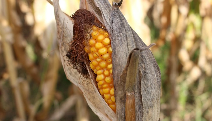 Земеделците са изправени пред най-тежката година