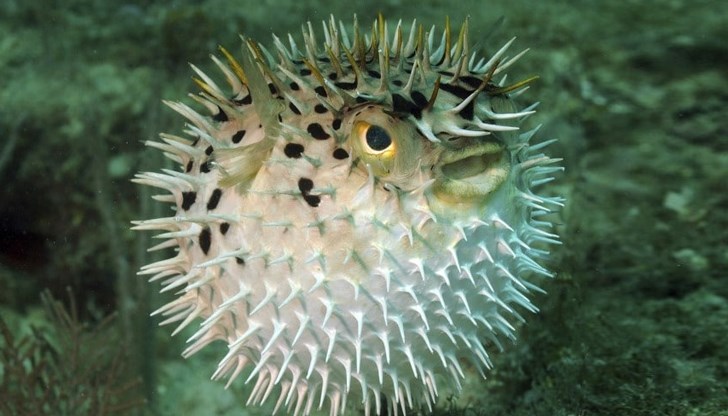 Токсичният тропически вид може да убие 30 души с отровата си Токсичният тропически вид може да убие 30 души с отровата си