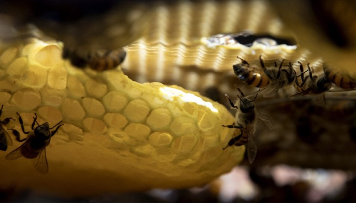 Американско изследване разкрива как климатичните промени влияят на поведението на опрашителите Американско изследване разкрива как климатичните промени влияят на поведението на опрашителите