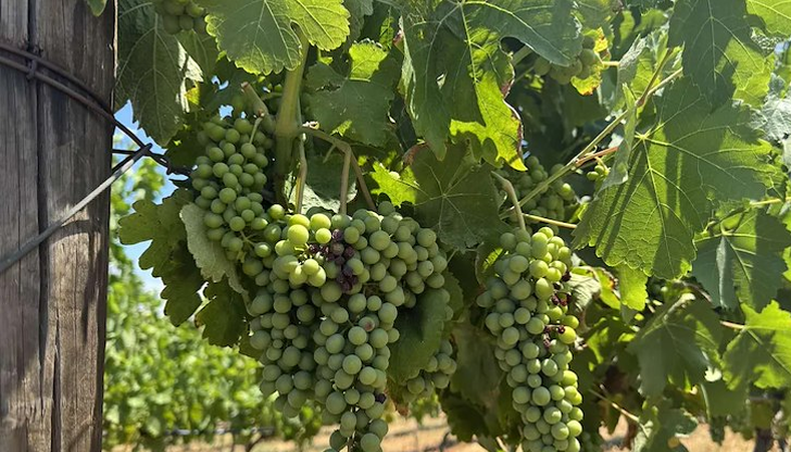 Стопаните отчитат най-малко болести от години благодарение на горещото лятоЛозари