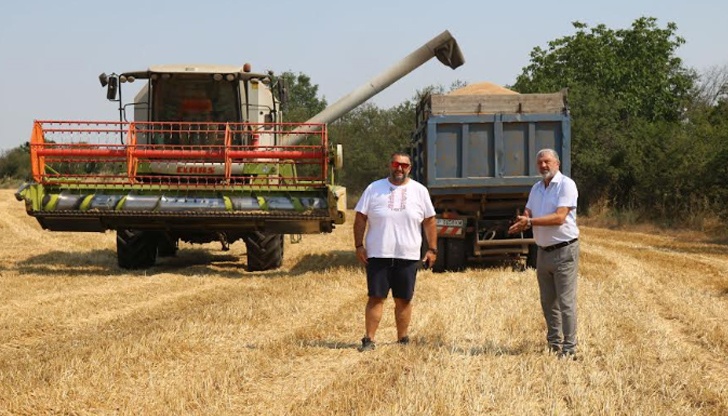 Добивът на пшеница е добър, но изкупните цени продължават да