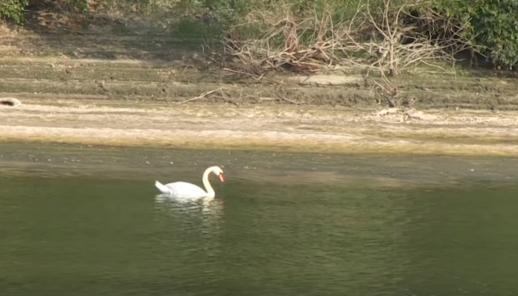 Птицата е забелязана в района на остров ЛюлякаЛебед се появи