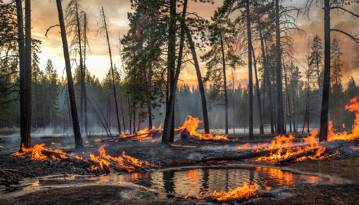 Силният вятър е довел до бързото разрастване на огъня в