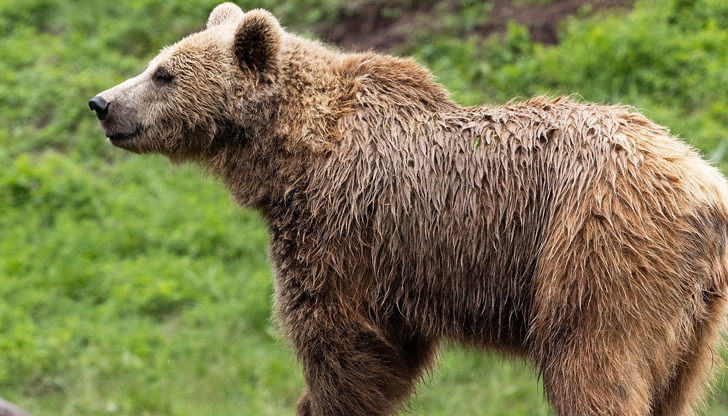 Румъния обяви нови мерки след смъртта на италианския моторист на
