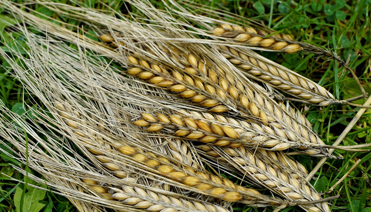 Продължава прибирането на пшеницата при високи температури и сушаЖътвената кампания