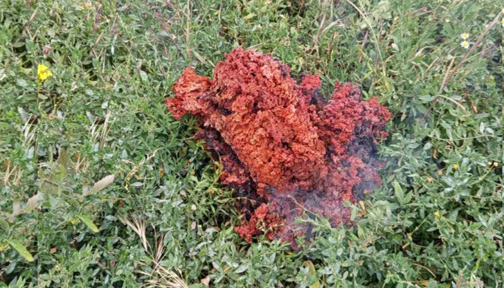 БАН потвърди, че странното червено вещество е останка от система