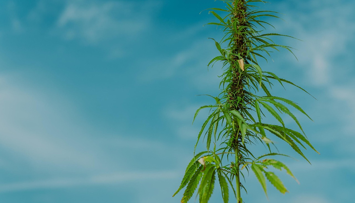 Образувано е досъдебно производство срещу 62-годишния собственик на имотаРазследване за