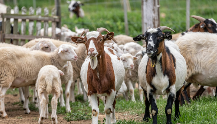 Новите случаи са в Садово, Раковски и Асеновград със 2000
