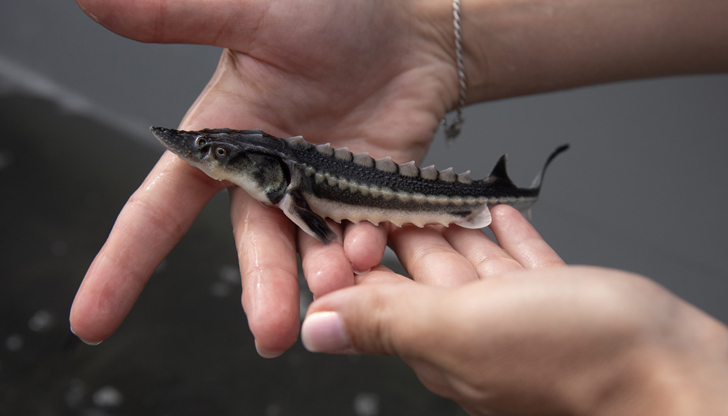 Младите руски есетри са отгледани във Виена и ще мигрират