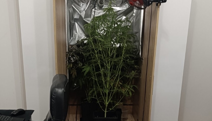 Разкриха домашна наркооранжерия с над 3 килограма канабис в СофияСлужители