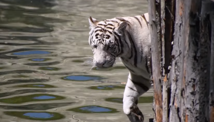 Двата бели бенгалски тигъра обичат да се къпят в басейна