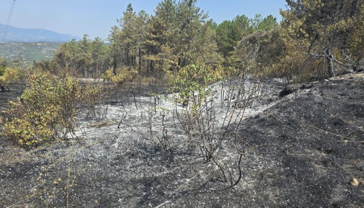 Кметът благодари на спасителите, огънят продължава разширението към село ЛиляновоДългочаканият