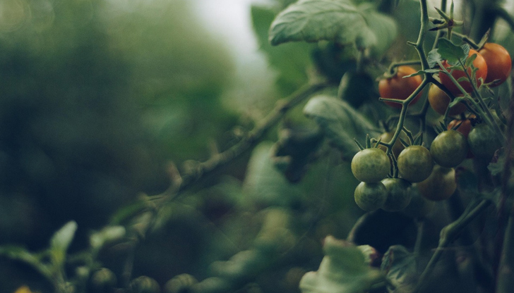 Изследване доказва, че растенията и животните могат да си взаимодействат