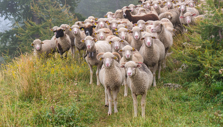 Мерките са заради огнището на дребна шарка при овцете -