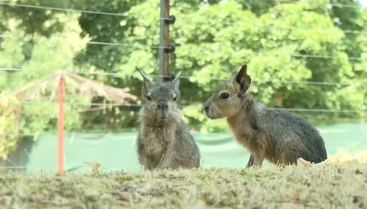 Бебетата останаха сирачета, но вече са се адаптирали в стадотоДвете