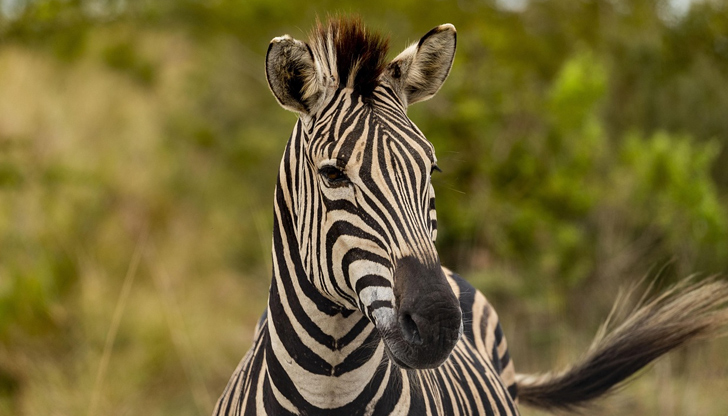 Сред ранените е и двегодишно детеЗебра избяга от ограденото пространство