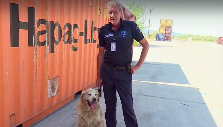 Голдън ретривърът помага в борбата с наркотрафика вече над десет