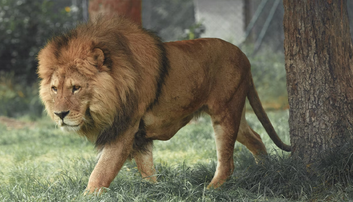 Животното Зевс избяга от Лайън ленд в Манавгат и рани