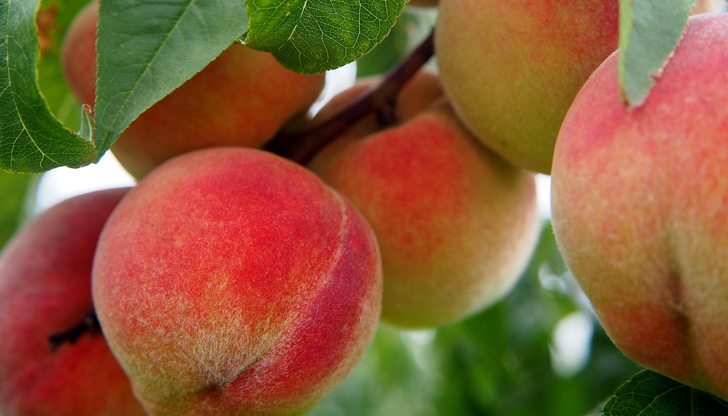 Очакваните добиви са с 90 процента по-ниски от миналогодишнитеБългарските праскови