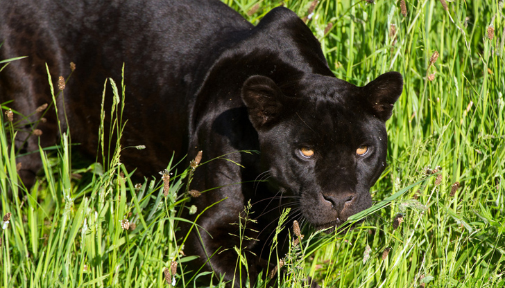 От ОДМВР - Шумен призовават телевизионен репортер да даде обяснения