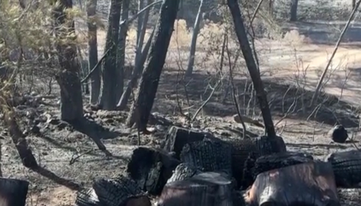 Стотици пожари бушуват в цяла Испания, над 1000 пожарникари се