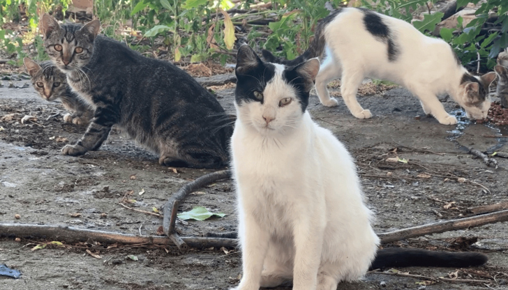 Активен телефон събира сигнали от граждани до 31 юлиВ Русе