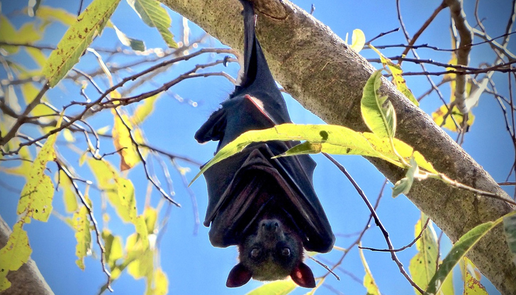 Вирусът е сходен на бяс и няма ефективно лечениеМъж на
