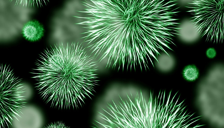 Микробът, типичен за субтропиците, се среща в Ропотамо и Велека