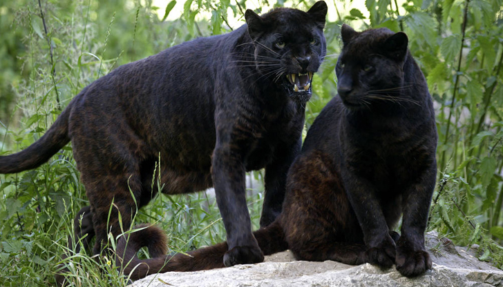 Единият е бременна женска, която скоро ще родиСлучаят с черния
