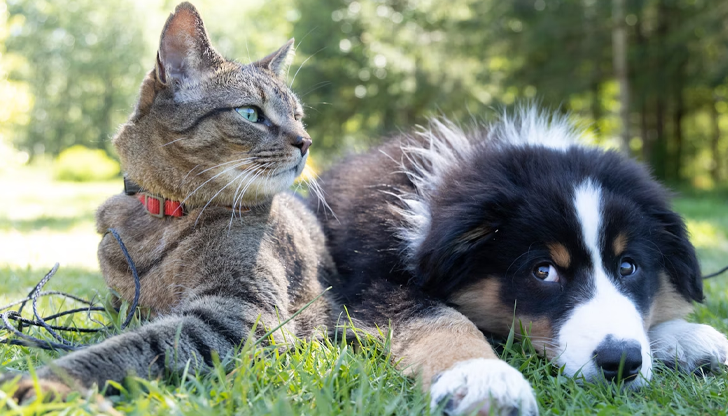 Ветеринар от Видин обяснява как да предпазим четириногите си приятелиС