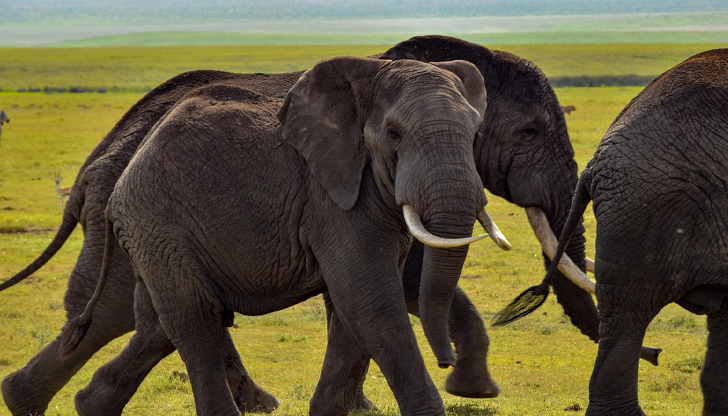 Британка на 68 години и новозеландка на 67 години загинаха