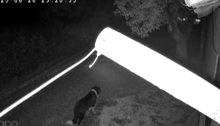 Инцидентът е заснет от домашна камера за видеонаблюдение, полицията разпита