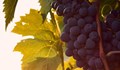 Лозари от Югозападна България очакват с 30% по-слаба реколта от грозде