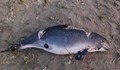 Морето изхвърли мъртви делфини на плаж в Шкорпиловци