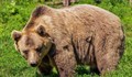 РИОСВ - Смолян отчита ръст на фалшивите сигнали за нападения от мечки