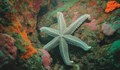 Учени откриха причината за смъртта на над 5 милиарда морски звезди в Тихия океан