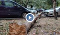 Силен дъжд стовари изсъхнало дърво върху коли в Русе