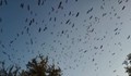 Над 1400 щъркела създадоха природен спектакъл в Тополовград