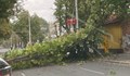 Буря събори дърво на улица "Плиска"