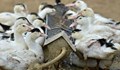 Унищожиха 28 хиляди патици заради птичи грип в Раковски