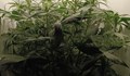 Разбиха домашна оранжерия за марихуана в София