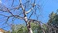 Опасни дървета застрашават жители на квартал "Здравец"