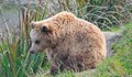 Мечка се разхожда в района на парк „Капинчо“