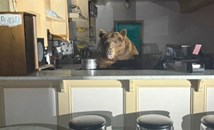 Мечка нахлу в сладкарница и си похапна ягодов сладолед