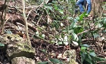 Археолози откриха "Земята на белия ягуар"